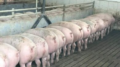 Photo of Фаза кога свињите се спрасни