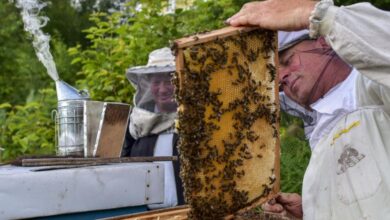 Photo of Пчеларската традиција на Словенија вброена на списокот на културно наследство на УНЕСКО