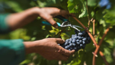 Photo of „Тиквешки лозароовоштари” бараат винариите да кажат колку и какво грозје планираат да откупат