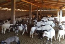 Photo of Трошоците за одгледување на овците ја надминуваат добивката