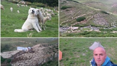 Photo of Со стадо од 4.000 овци и 50 коњи убаво се живее – приказната на Насер Џемаили