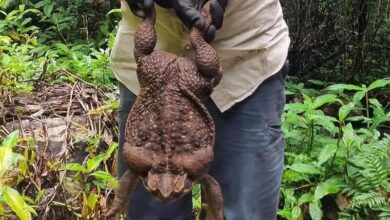 Photo of Во Австралија најдена жаба од речиси 3 кг