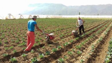 Photo of Плодни земјоделски полиња стојат празни, а Македонија увезува дури 70% од потребите за храна