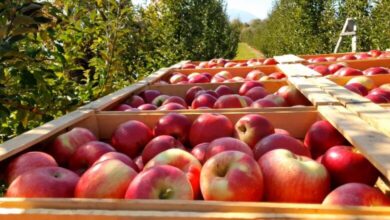 Photo of Целиот извоз на цреши одеше во Русија, најголема жртва на војната се јаболкaта