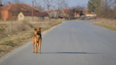 Photo of Не бидува село без кучиња!