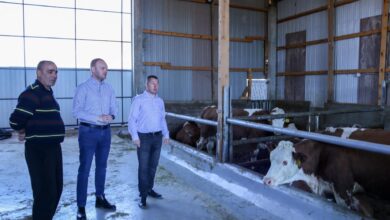 Photo of Фармата на Ангелови доби 3,3 милиони денари за 30 високостелни говеда од расата Симентал