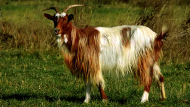 Photo of Балканска коза-да не дозволиме да изумрат автохтоните раси