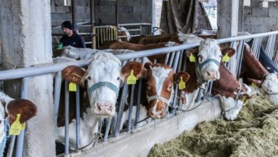 Photo of Фамилија Накови од село Спанчево се вредни фармери кои одгледуваат 110 крави