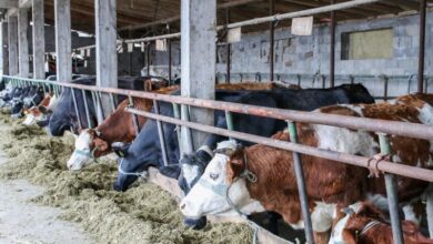 Photo of Млечната индустрија да не ги притиска кооперантите за намалување на цената на суровото млеко од земјоделците, побара министерот за економија
