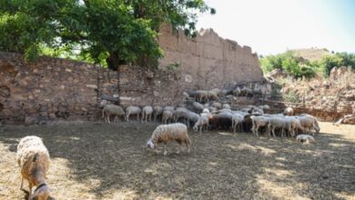 Photo of Сојуз на одгледувачи на овци задоволни од исплатата на субвенциите во овој период на годината