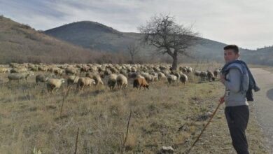 Photo of Сточарите се откажуваат од овчарството поради ниската откупна цена и високите трошоци