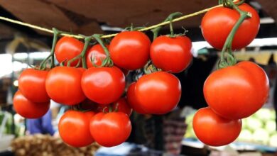 Photo of Турција ја укина забраната за извоз на домати
