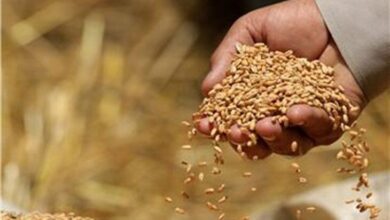 Photo of Здружението на фармери се жали дека не успеале да продадат 8 илјади тони пченица
