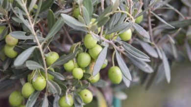 Photo of Расте интересот за садење маслинки во Македонија