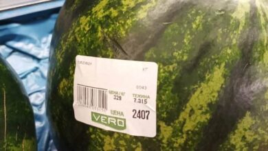 Photo of ‘Странските’ лубеници за Велигден само 329 денари по килограм