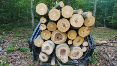 Photo of Демирхисарец од „Национални шуми“ дозволил да сечат дрва на приватни парцели