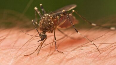 Photo of Еве зошто некои луѓе се магнет за комарци, а други ги избегнуваат!