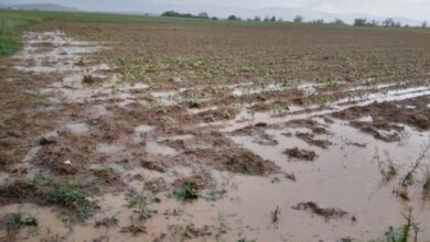 Photo of Најавените врнежи добредојдени за земјоделството