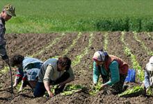 Photo of Странски работници почнаа со работа во земјоделието и млечниот сектор