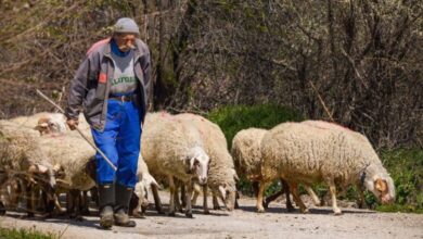Photo of Во Македонија полесно е да најдеш директор отколку овчар