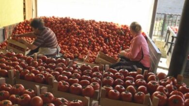 Photo of Трговците го собираат кајмакот, ги откупуваат доматите и пиперките по 40, а ги продаваат по 80 денари за килограм