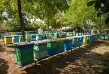 Photo of Пчеларите од кумановско загрижени за сезоната поради секојдневните врнежи