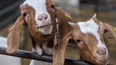 Photo of Аплицирајте за субвенции за обележани грла кози постари од 12 месеци