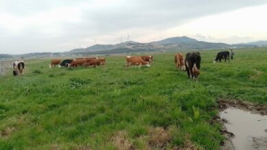 Photo of Во Македонија и Албанија се помалку се јаде месо, сточарството е во слободен пад