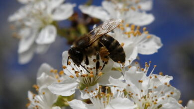 Photo of Повик за бесплатна обука на пчелари-почетници од Североисточниот регион