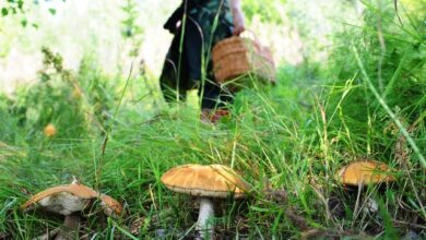 Photo of Жена се изгубила додека берела печурки во Охридско, пронајдена е дури утрово