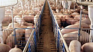 Photo of Почнува нова кампања за справување со Африканската чума кај свињите