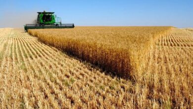 Photo of Земјоделците извисени од државата, произведоа повеќе пченица и сега се во загуба, пишува Вечер