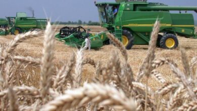 Photo of ПРОЧИТАЈТЕ!!!Точна пресметка колку чини производството на пченица-19 денари килограм!