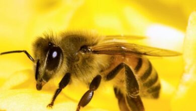 Photo of Вештачка пчела ги воодушеви Израелците, приносот поголем за 30%