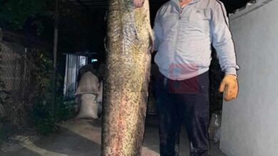 Photo of Сом тежок 80 килограми уловен на Калиманско Езеро