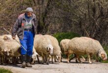 Photo of Овци во Грција изеле 100 кг. марихуана, овчарот забележал необично однесување