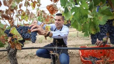 Photo of Ќе има ли поддршка за произведено трпезно грозје од најмалку 12.000 денари за хектар?