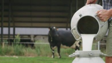 Photo of И во суровото млеко во една од поголемите млекари е детектиран афлатоксин М1, вели ВМРО-ДПМНЕ
