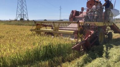 Photo of Почна жетвата на оризот во Кочанско