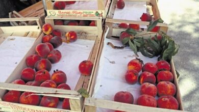Photo of Министерство за земјоделство: Србија нема забрана да извезува овошје во ЕУ