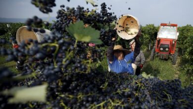 Photo of Берачите на грозје со нови цени-нормално кога се е поскапено