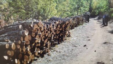 Photo of Приведени дрвокрадци од село Бучим