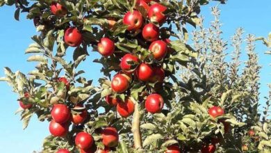 Photo of Трипуновски: Откупната цена на јаболката во Ресен е под производната