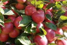Photo of Пријави се за субвенции за предадени јаболка