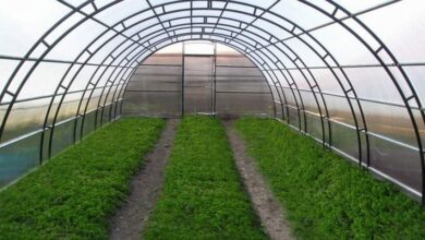 Photo of Домати, пиперки, краставици-„Оранжерии Хамзали“ има чиста добивка од 2,6 милиони евра, се појави интерес и за акциите