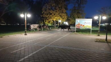 Photo of Крави пасат на Шеталитето во Битола