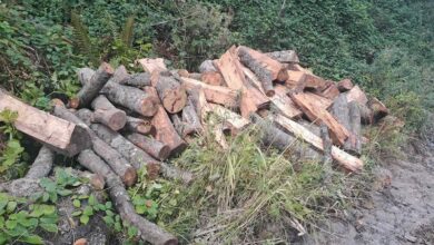 Photo of Жител на Волкодери го привеле поради исечени 12 кубици дрва