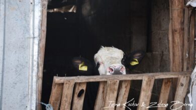 Photo of Одземени 24 крави од фармер затоа што биле валкани?!-Нов закон во Словенија