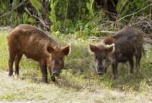 Photo of Во штипско дивите свињи се повлекуваат во планина, но има наезда на лисици и волци кои почнаа да прават штети