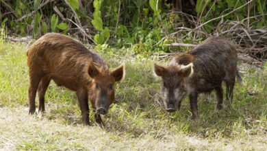 Photo of Во штипско дивите свињи се повлекуваат во планина, но има наезда на лисици и волци кои почнаа да прават штети